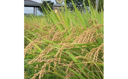 [先行予約] 令和8年度産 [定期便／3ヶ月連続] レンゲ米計15kg (5kg×1袋×3回) [令和8年10月より順次発送予定]｜2026年度米 数量限定 こしひかり コシヒカリ 精米 白米 お米 ごはん 甘楽町産 国産 [0322]