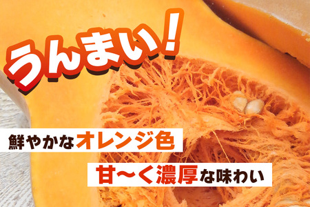 バターナッツかぼちゃ 20kg [数量限定／期間限定] 8月中旬より順次発送｜南瓜 カボチャ 産地直送 農家直送 野菜 甘楽町産 群馬県産 吉田農場 先行予約 [0215]