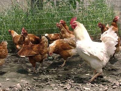 有名レストラン、一流老舗旅館で使われる「浅間とり牧場卵」大玉50個【たまご 大容量 おすすめ 群馬県 長野原町 北軽井沢】