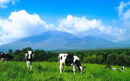 浅間のヨーグルト酒【お酒 さけ アルコール ギフト おすすめ 浅間酒造 群馬県 長野原町 北軽井沢】