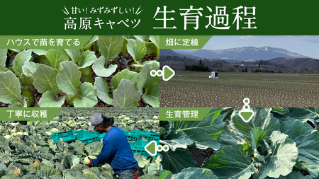 《 先行予約 》定期便 嬬恋 高原 キャベツ 4玉 1ケース 2024年7月発送開始 3ヶ月連続 嬬恋キャベツ きゃべつ 産地直送 群馬 お取り寄せ 野菜 セット Lサイズ [AS004tu]