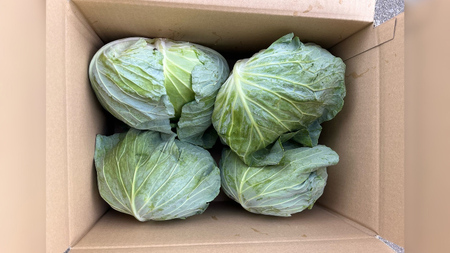 【7月中旬発送開始】 嬬恋キャベツ 定期便 嬬恋産 高原 キャベツ 4玉 1ケース 隔月2回 Lサイズ 先行予約 2026年発送 [AS006tu]