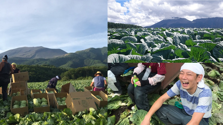 つまごいアイス キャベツ アイス 6個セット [AV002tu]