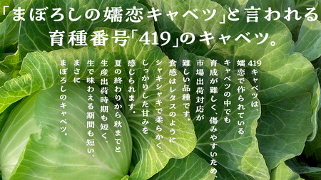 【 2025年 7月中旬 発送開始 】 まぼろしの419キャベツ 4玉 きゃべつ 嬬恋村産キャベツ 羽生田売店 幻のキャベツ419 産地直送 期間限定 先行予約 人気 朝採り 通販 お取り寄せ 関東 群馬 出荷時期限定 先行受付 ZIP! [AL006tu]