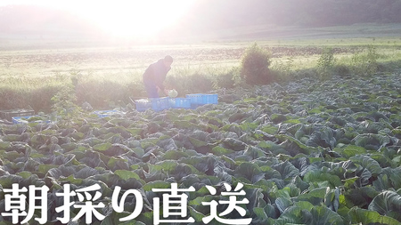 【 2025年 7月中旬 発送開始 】 まぼろしの419キャベツ 4玉 きゃべつ 嬬恋村産キャベツ 羽生田売店 幻のキャベツ419 産地直送 期間限定 先行予約 人気 朝採り 通販 お取り寄せ 関東 群馬 出荷時期限定 先行受付 ZIP! [AL006tu]
