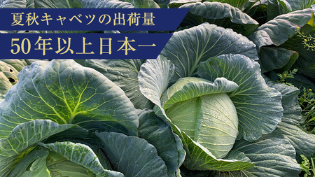 【7月中旬発送開始】 嬬恋キャベツ 嬬恋産 高原キャベツ3玉1ケース Lサイズ 先行予約 2026年発送 [AS010tu]