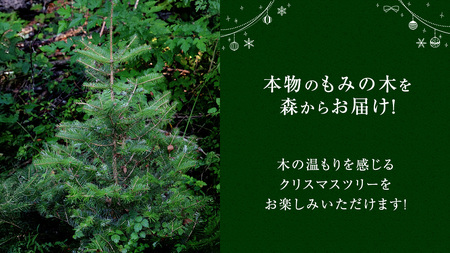 【 12月 発送開始 】クリスマス に最適! フィノスの森 もみの木の苗 セット かわいい カラマツの枝の オーナメント 付き [BI005tu]