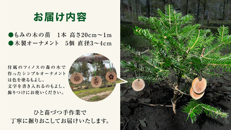 【 12月 発送開始 】クリスマス に最適! フィノスの森 もみの木の苗 セット かわいい カラマツの枝の オーナメント 付き [BI005tu]