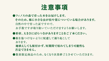 【 12月 発送開始 】クリスマス に最適! フィノスの森 もみの木の苗 セット かわいい カラマツの枝の オーナメント 付き [BI005tu]