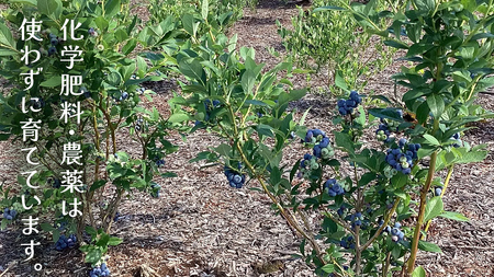 【 最短 7日以内 発送 】 冷凍 ブルーベリー 小玉 500g	【 化学肥料 農薬 使わずに栽培 】 数量限定 小粒 国産 フルーツ スムージー 果物 くだもの 農家直送 スイーツ アイス ノーザンハイブッシュ系 ミックス [AT014tu]