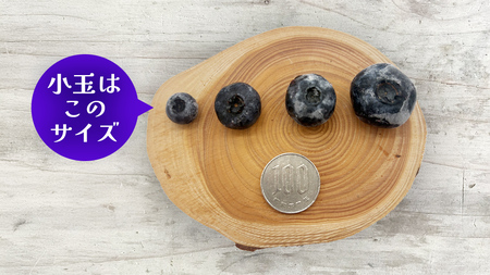 【 最短 7日以内 発送 】 冷凍 ブルーベリー 小玉 500g	【 化学肥料 農薬 使わずに栽培 】 数量限定 小粒 国産 フルーツ スムージー 果物 くだもの 農家直送 スイーツ アイス ノーザンハイブッシュ系 ミックス [AT014tu]