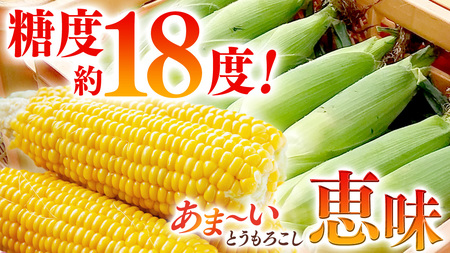 ＜ 8月上旬 発送開始 ＞ 朝採り野菜 人気2種セット まぼろしの419キャベツ 2玉 と 甘～いトウモロコシ 恵味 20本