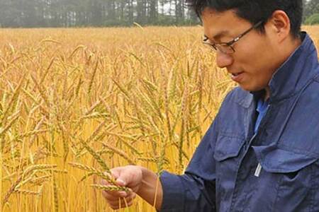 北海道産 スペルト小麦全粒粉 ディンケルスター  5kg 【 ふるさと納税 人気 おすすめ ランキング 小麦 小麦粉 粉 ディンケル小麦 スペルト小麦 穀物 石臼全粒粉 国産 北海道産 こむぎ こむぎこ ギフト 贈答 プレゼント 贈り物 北海道 室蘭市 送料無料 】 MROBI002