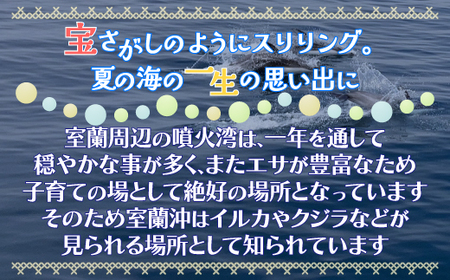 室蘭 イルカウォッチングチケット 大人1名様 【 ふるさと納税 人気 おすすめ ランキング 北海道 室蘭 大人 1名 イルカ ウォッチング クジラ チケット 観光 プライベート イベント 休日 北海道 室蘭市 送料無料 】 MROX003