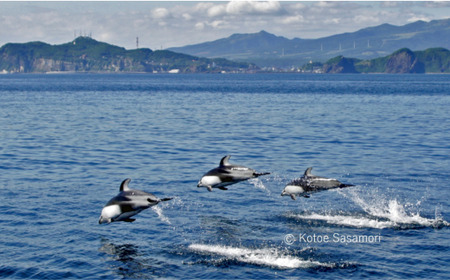 室蘭 イルカウォッチングチケット 大人2名様 【 ふるさと納税 人気 おすすめ ランキング 北海道 室蘭 大人 2名 イルカ ウォッチング クジラ チケット 観光 プライベート イベント 休日 北海道 室蘭市 送料無料 】 MROX004