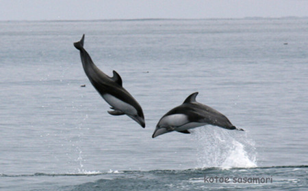 室蘭 イルカウォッチングチケット 大人2名様 【 ふるさと納税 人気 おすすめ ランキング 北海道 室蘭 大人 2名 イルカ ウォッチング クジラ チケット 観光 プライベート イベント 休日 北海道 室蘭市 送料無料 】 MROX004