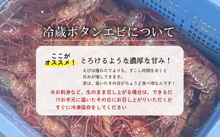＜ボタンエビ(冷蔵)　1kg＞甘く豊かな風味！ 北海道 道産 国産 乙部町産 牡丹海老 海老 日本海 天然 魚介類 新鮮 希少 お刺身  漁師直送 産地直送 送料無料