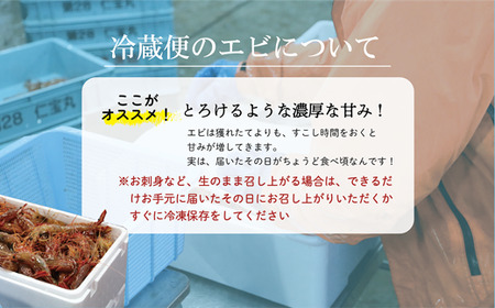 <ボタンエビ・シマエビ(冷蔵) 1kg(各500g)>北海道乙部町産 産地直送