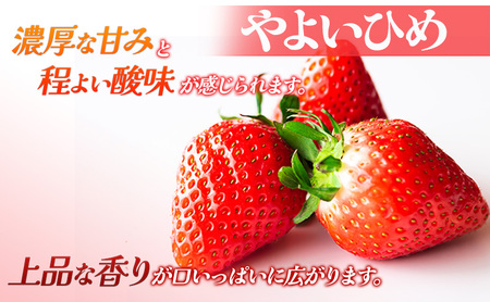 【贈答用】やよいひめ 2トレー(800g以上) いちご ストロベリー 果物 くだもの フルーツ ギフト プレゼント 群馬県 東吾妻町