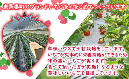 【贈答用】やよいひめ 2トレー(800g以上) いちご ストロベリー 果物 くだもの フルーツ ギフト プレゼント 群馬県 東吾妻町