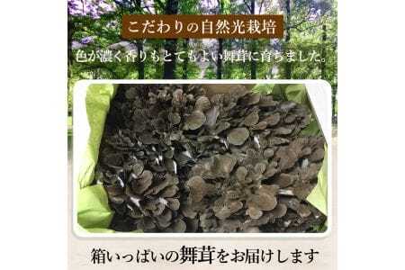 尾瀬の郷　舞茸　750ｇ