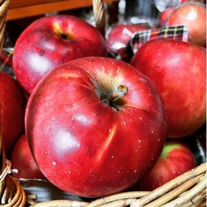 完熟りんごたっぷり 果樹園カフェのアップルパイ 5号(5~6人用)_菓子・スイーツ ケーキ _【配送不可地域:離島・北海道・沖縄県・中国・四国・九州】【1598951】