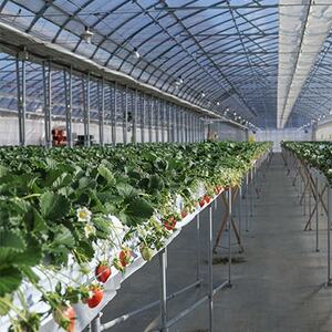 森林の力で育った朝摘みいちご1箱　【12～16粒入り】【配送不可地域：離島・北海道・沖縄県・中国・四国・九州】【1033308】