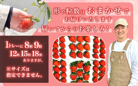群馬県 やよいひめ いちご 約920g【3年連続金賞受賞】