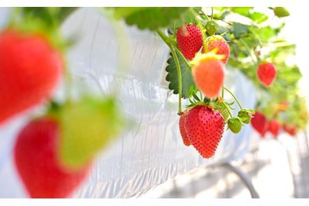 群馬県やよいひめ(いちご)約400g【3年連続金賞受賞!】