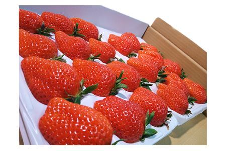 ぐんまのやよいひめ(いちご贈答用)約800g