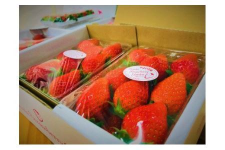 ぐんまのやよいひめ(いちご贈答用)約800g