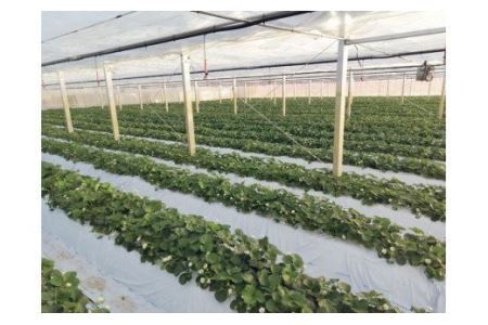 ぐんまのやよいひめ(いちご贈答用)約800g