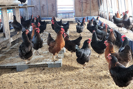 ネラの極み 卵 たまご 20個（10個×2パック）