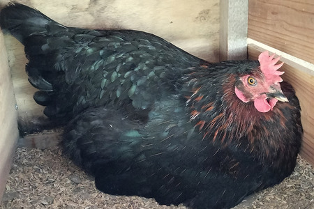 ネラの極み 卵 たまご 20個（10個×2パック）