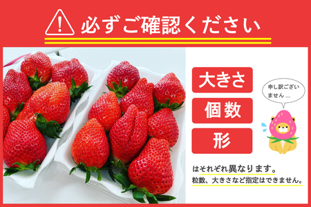 《先行受付》※3月より順次発送※ いちご「 やよいひめ 」約350g×6パック 群馬県 千代田町 ＜斉藤いちご園＞ 大粒 完熟収穫 大容量 とれたて 新鮮 送料 無料 数量 限定 甘い 豊かな 香り 贅沢 ご褒美 イチゴ ストロベリー 贈答 贈り物 ギフト プレゼント 家族 で 楽しむ フルーツ