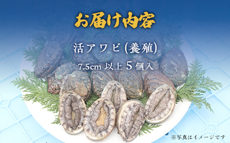 奥尻島産蝦夷アワビ（養殖）５ケ入り75mm以上 【 ふるさと納税 人気 おすすめ ランキング あわび アワビ 鮑 貝 魚介 蝦夷アワビ 新鮮 活あわび 活アワビ 北海道 奥尻町 送料無料 】 OKUF009