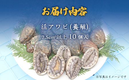 奥尻島産蝦夷アワビ（養殖）10ケ入り75mm以上 【 ふるさと納税 人気 おすすめ ランキング あわび アワビ 鮑 貝 魚介 蝦夷アワビ 新鮮 活あわび 活アワビ 北海道 奥尻町 送料無料 】 OKUF010