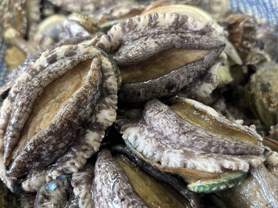 奥尻島産　冷凍養殖アワビLサイズ（3個入り） 【 ふるさと納税 人気 おすすめ ランキング あわび アワビ 鮑 養殖 貝 魚介 北海道 奥尻町 送料無料 】 OKUF018