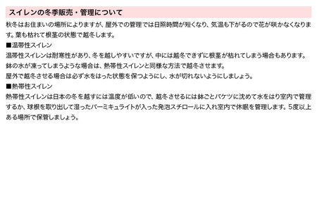 睡蓮 窓辺で楽しむ小さなビオトープ 姫睡蓮(ヒメスイレン)赤