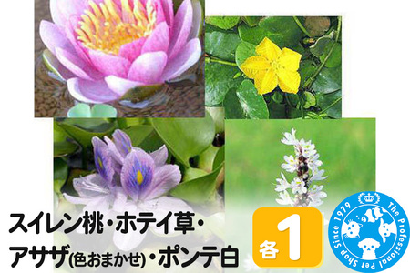 スイレン桃(1)+ホテイ草(1株)+アサザ(花色おまかせ)(1ポット)+ポンテ白(1株)