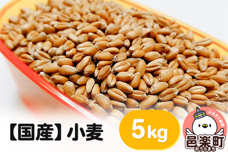 【国産】小麦 5kg×1袋 サイトウ・コーポレーション 飼料