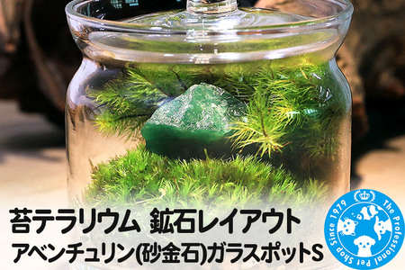 苔テラリウム 鉱石レイアウト アベンチュリン(砂金石)ガラスポットS