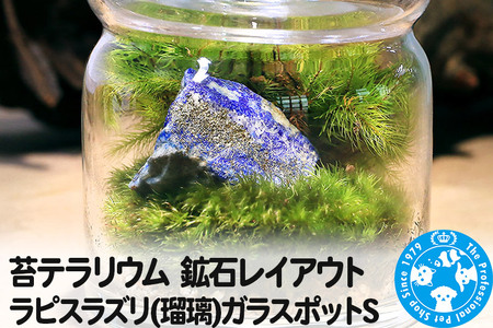 苔テラリウム 鉱石レイアウト ラピスラズリ(瑠璃)ガラスポットS 説明