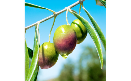 DHC オリーブバージンオイル 2個【11100-0614】