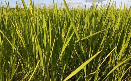 見沼田圃　ほたる米（無農薬／無化学肥料玄米） コシヒカリ 5kg　