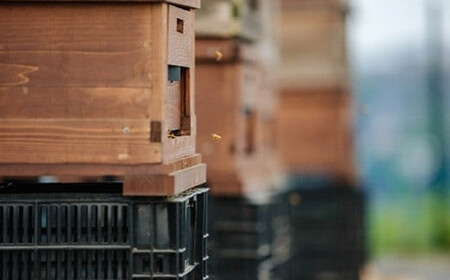 埼玉県産はちみつ200g×3個　