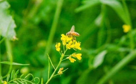 埼玉県産はちみつ24本スティック　【11100-2252】