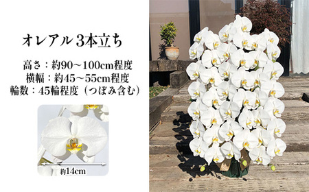 厳選・白大輪胡蝶蘭オレアル　3本立ち45輪程度（つぼみ含む）　【11100-0119】