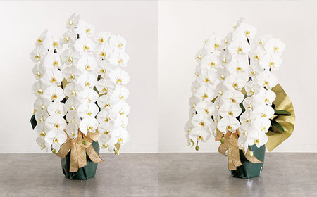 厳選・白大輪胡蝶蘭オレアル　3本立ち45輪程度（つぼみ含む）　【11100-0119】