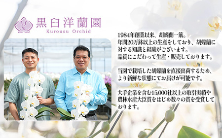 厳選・白大輪胡蝶蘭オレアル　3本立ち45輪程度（つぼみ含む）　【11100-0119】